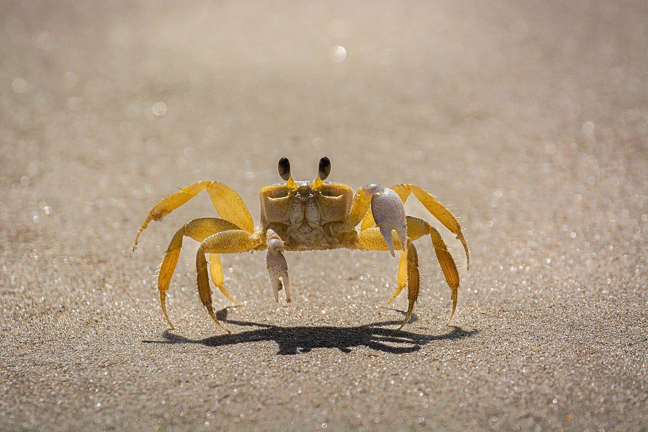 Caranguejo na areia da Praia do Sissial